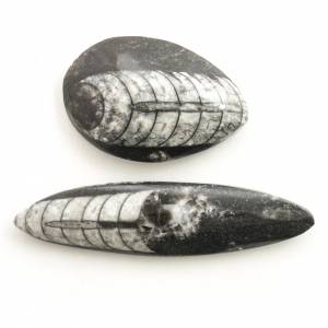 Orthocerous Specimens