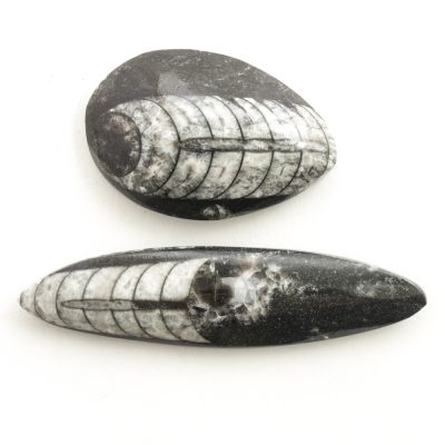 Orthocerous Specimens