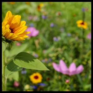 Plant Spirt & Healing