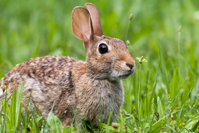 5 Crystals for Rabbit Totem