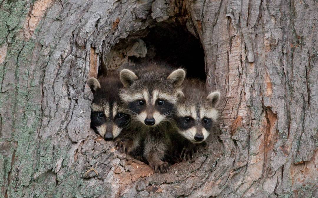 4 Crystals for Raccoon Totem