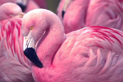 5 Crystals for Flamingo Totem