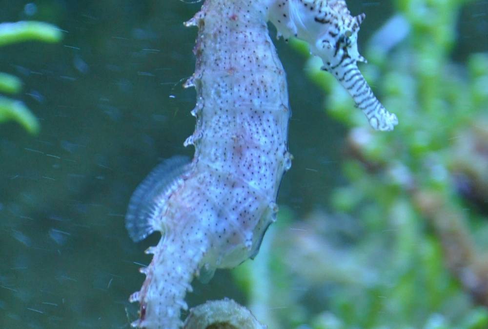5 Crystals for Seahorse Totem