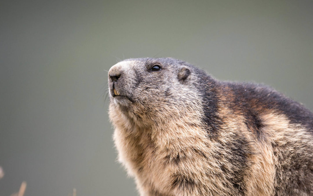 Crystals for Groundhog Totem