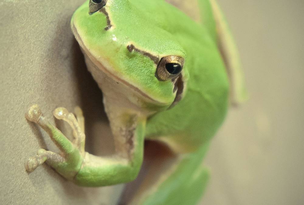 5 Crystals for Frog Totem