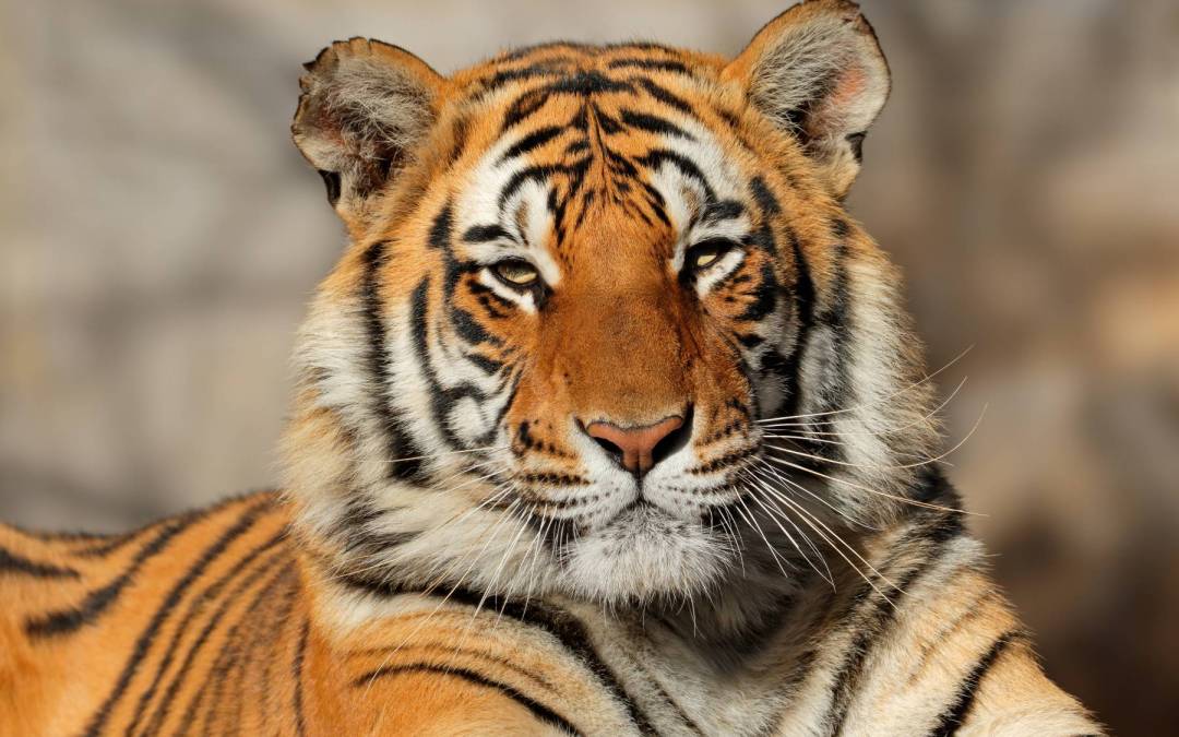 5 Crystals for Tiger Totem