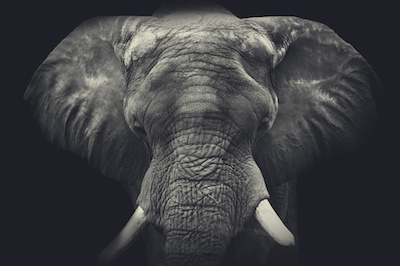 4 Crystals for Elephant Totem
