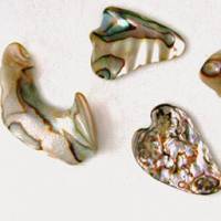 Abalone Shell Polished Pieces