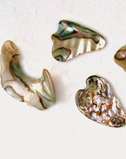 Abalone Shell Polished Pieces