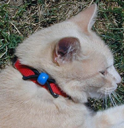 Turquoise catalyst bead on cat