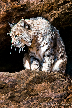 5 Crystals for Bobcat Totem