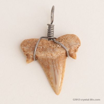 Shark's Tooth Pendant