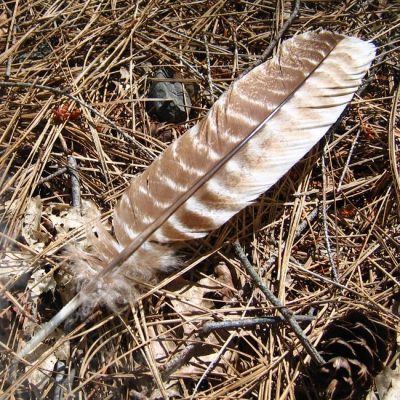 Turkey Feather