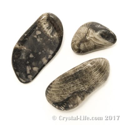 Vatican Stone | Crystal Life
