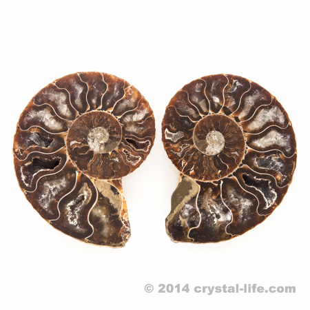 Ammonite Pair - Small