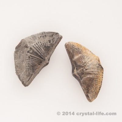 Brachiopod