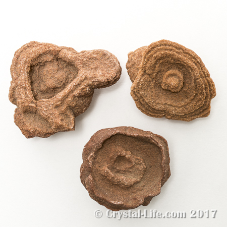 Stromatolite Specimens