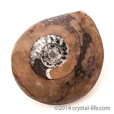 Ammonite Specimens
