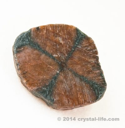 Flat & Polished Chiastolite