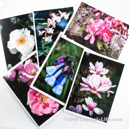 Boxed Cards - Spring Flowers