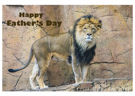 Happy Father's Day Lion - Card