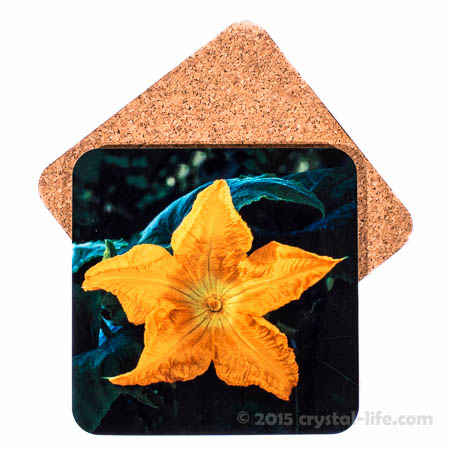 Art Coaster – Pumpkin Flower