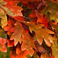 Red Oak Leaves - Card