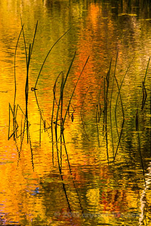Autumn at the Lake - Card