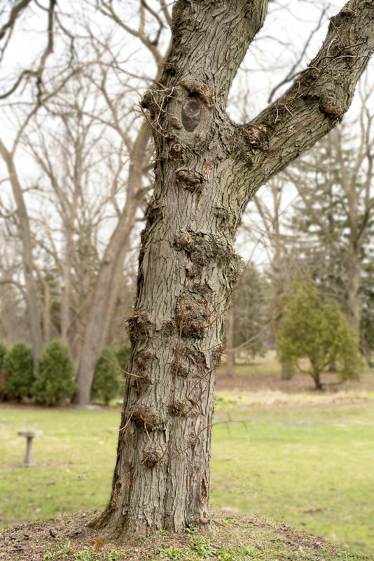 Cow Tree - Atala