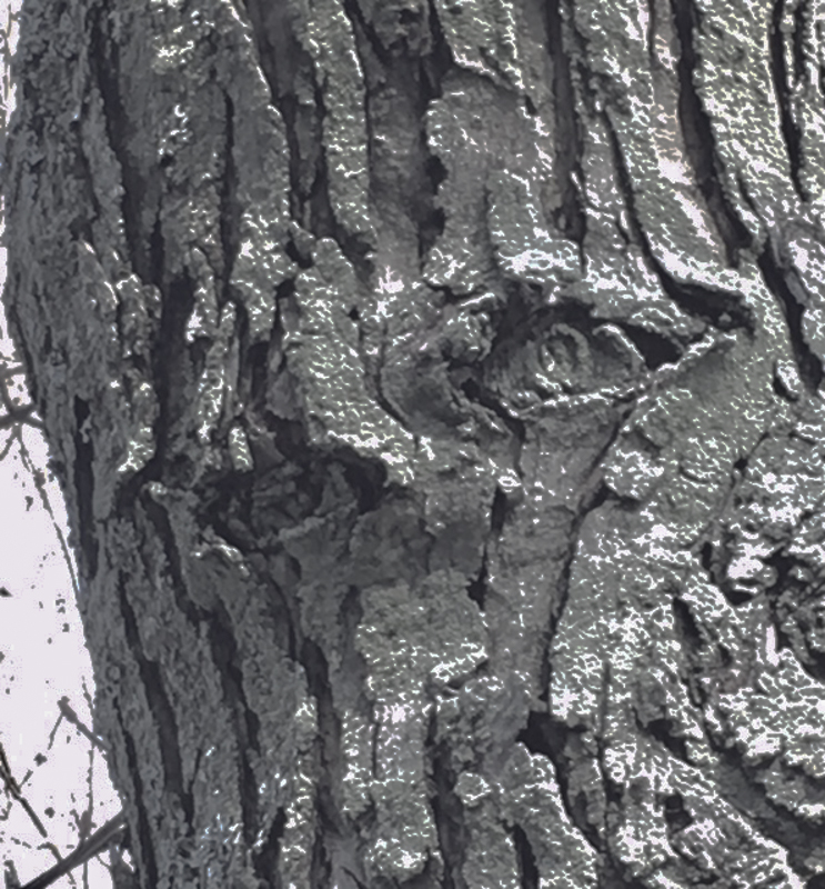 Tree face - Emily Barfield