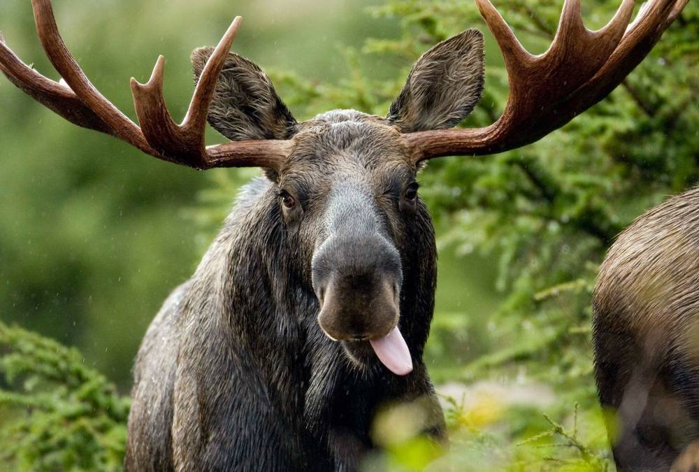 3 Crystals for Moose Totem