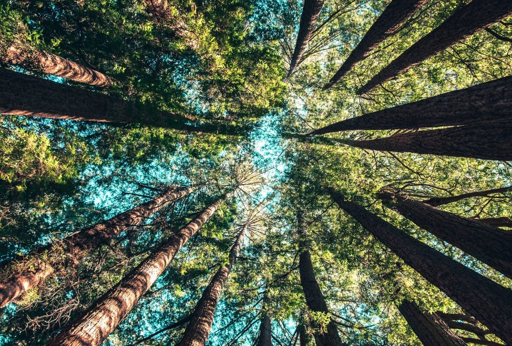 Gaia Mother Earth