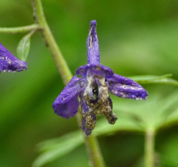 1905 | Sir Larkspur Wins May’s Nature Spirit Contest