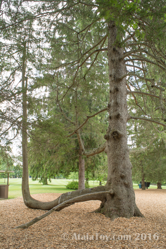 Tanglewood Tree