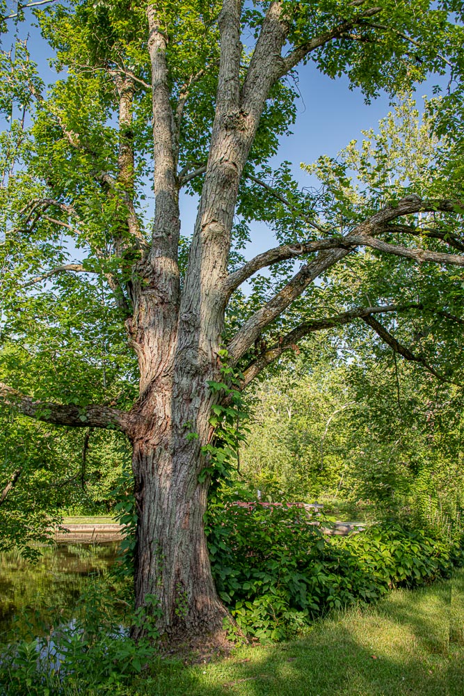 Alpha Tree at Bonnyville Mill