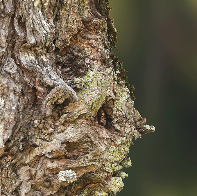 Nature Spirit Art Photography Interview