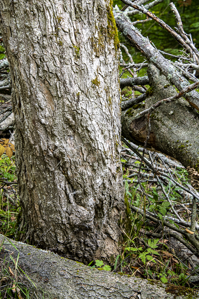 tree spirit pondering