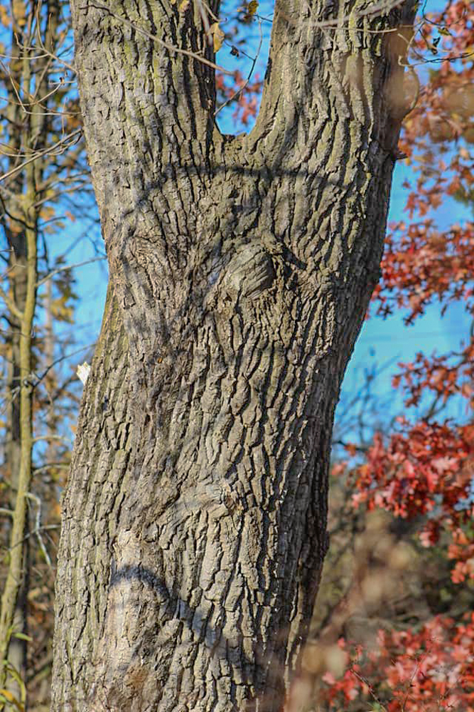 Julie Kopitko Weeden - Tree Spirit