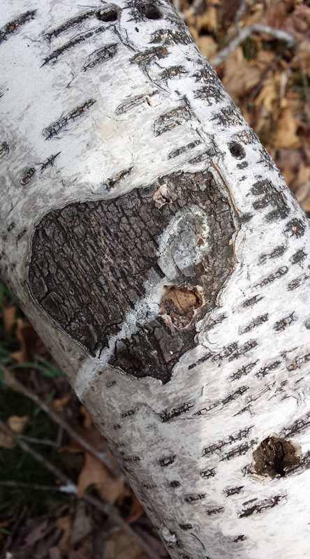 Shelia Hunt heart 1003