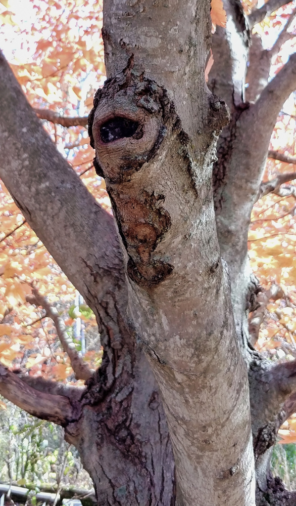 Tera Garcia deMarco - Tree Spirit