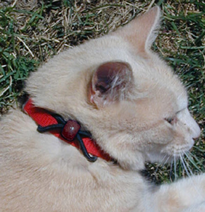cat bead maroon