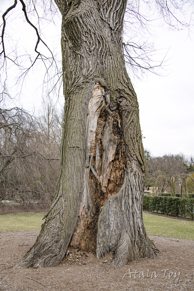 Elm at Longwood