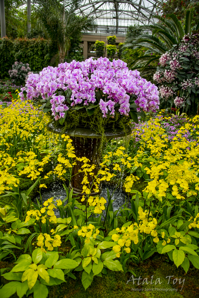 Orchid vista