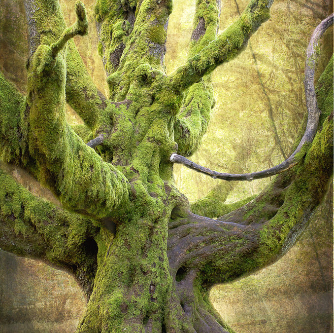 Creating a Nature Spirit Portrait Study from an Unretouched Photo