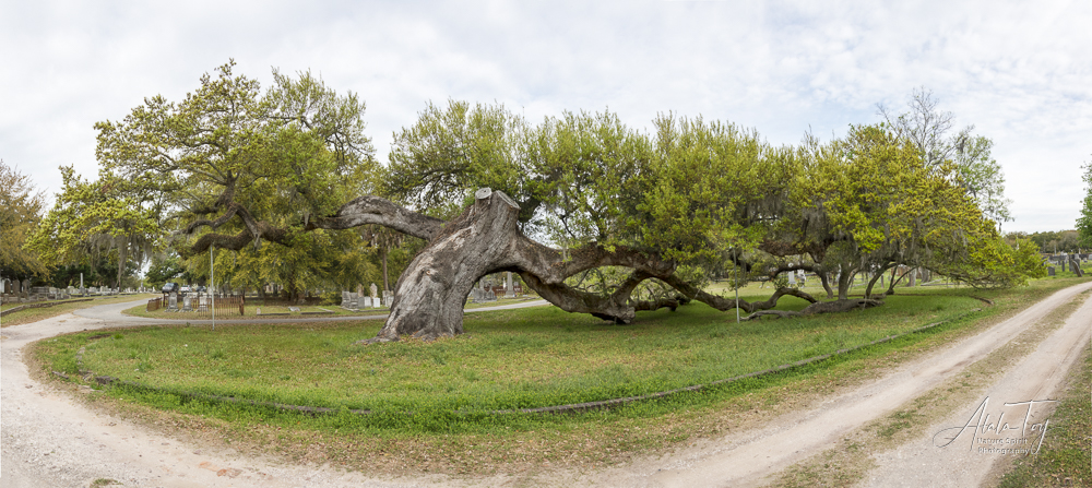 Live Oak Pano