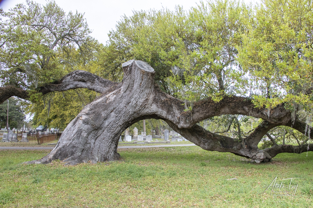 Live Oak in 2019