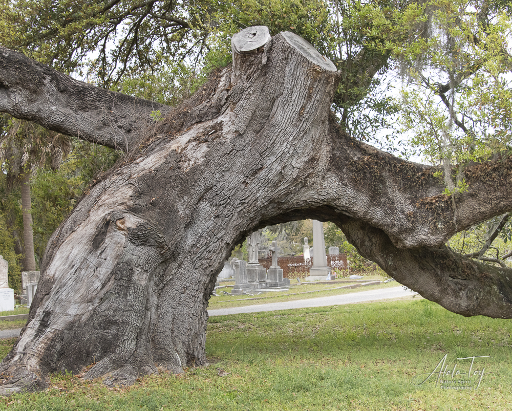 The Live Oak and some of her attendants