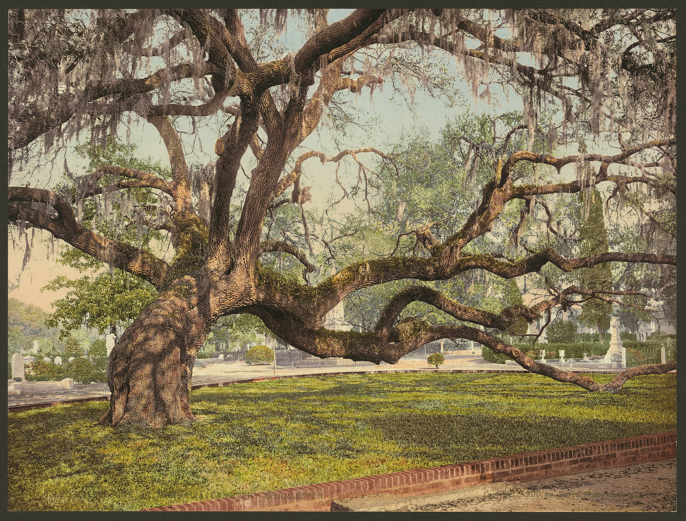 Live Oak in 1900