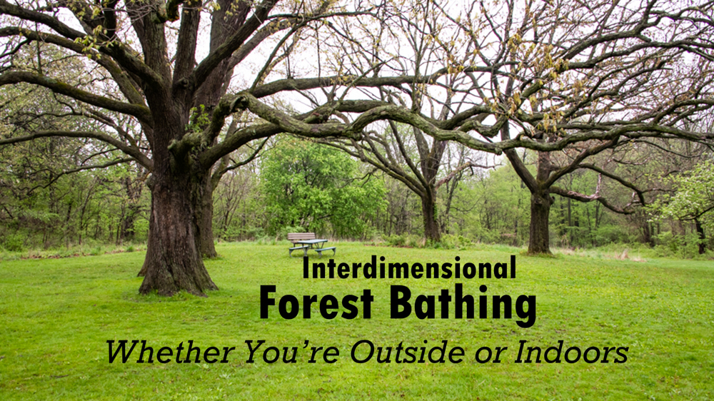 Interdimensional Forest Bathing