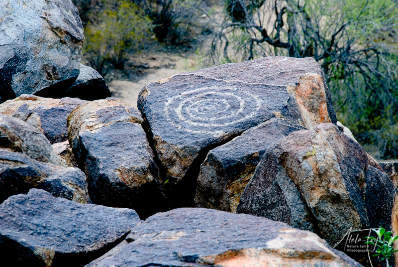 The Petroglyphs of Signal Hill, Arizona